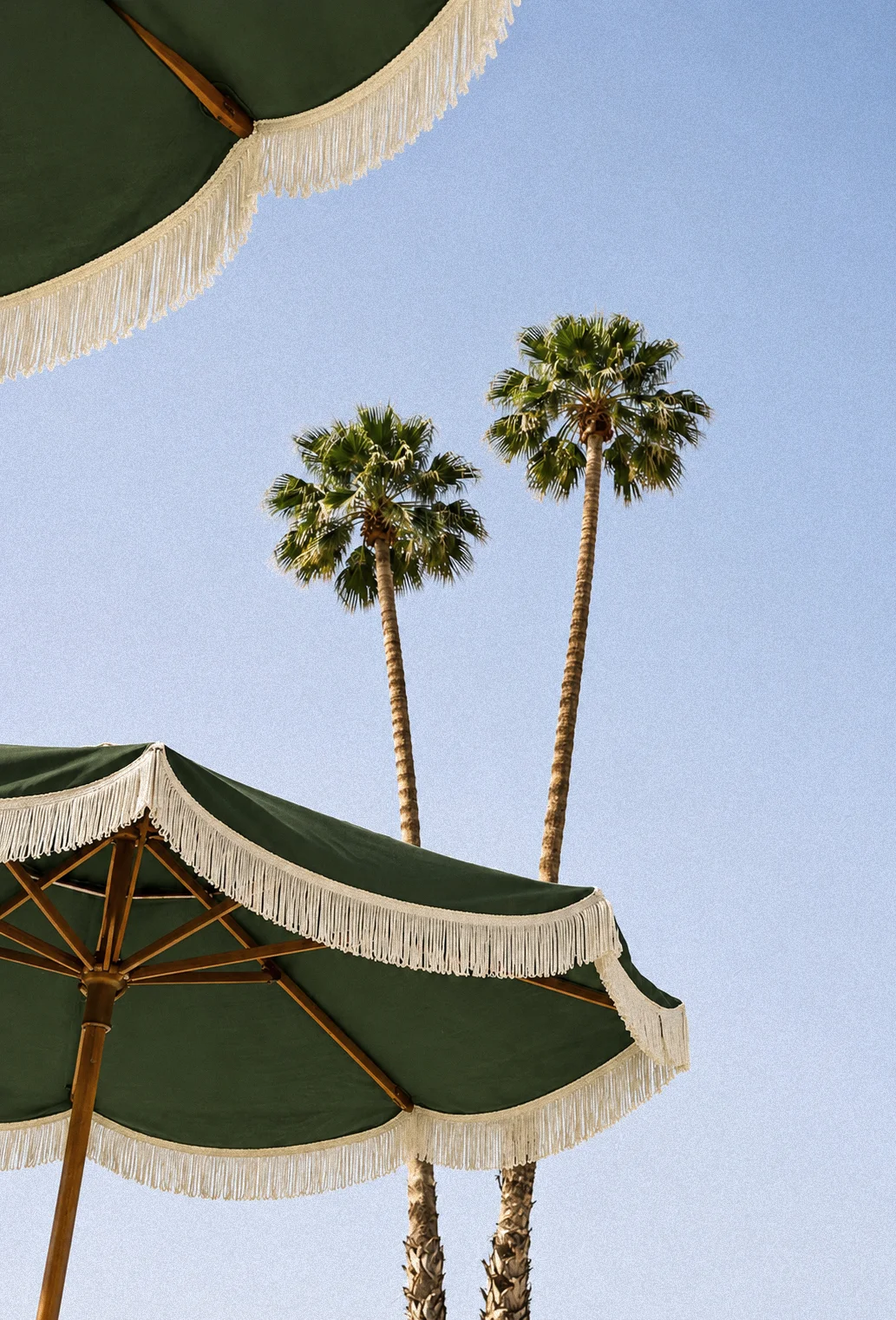 Palm trees and a green umbrella on a seasonal getaway